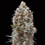 00 Kush 3 donne 00 Seeds