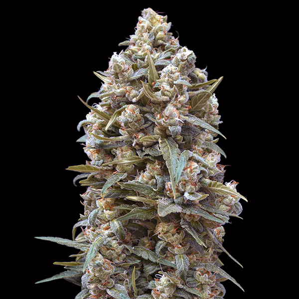 00-Kush-3-u-fem-00-Seeds.jpg 00 Kush 3 donne 00 Seeds - immagine 1