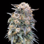 00 Kush Fast 3 donne 00 Seeds