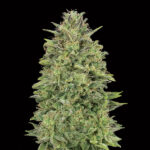 00 Skunk femminili 00 Seeds