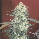 AK 47 - Fem. Serious Seeds