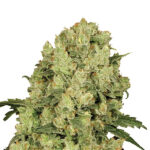 AK 48 - fem. Nirvana
