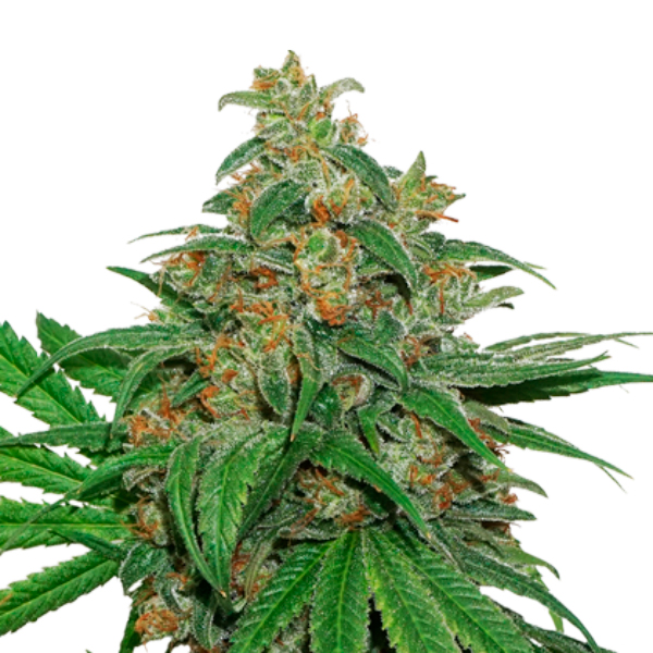 AK420-fem-1-u-Seedstockers.jpg AK420 fem. Seedstockers - immagine 1