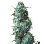 Afghan Kush 10 u reg. White Label