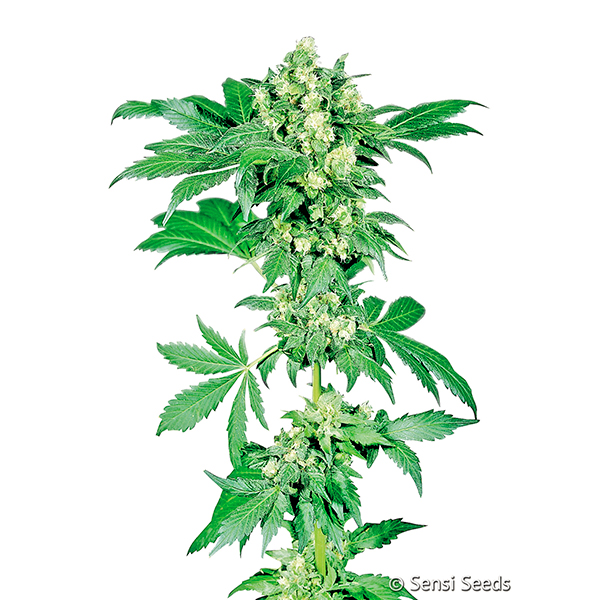 Afghani-1-10-u-fem-Sensi-Seeds.jpg Afghani #1 fem. Sensi Seeds - immagine 1