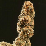 Afghani Special 5 femmine KC Brains