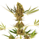 Alpine Delight CBD Auto fem. Sensi Seeds