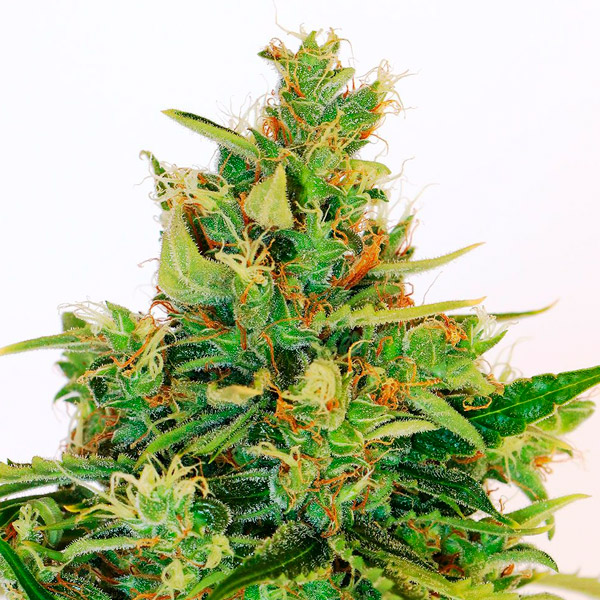 Amnesi-K-Lemon-1-u-fem-Kannabia-Seeds.jpg Amnesi - K Lemon fem. Kannabia Seeds - immagine 1