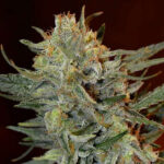 Amnesia Lemon Kush femminile Garden of Green Seeds