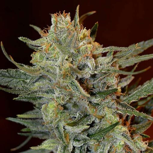 Amnesia-Lemon-Kush-1-u-fem-Garden-of-Green-Seeds.jpg Amnesia Lemon Kush femminile Garden of Green Seeds - immagine 1