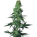 Amnesia Bianco 10 u reg. White Label