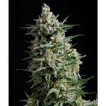 Anestesia in blister da fem. Pyramid Seeds