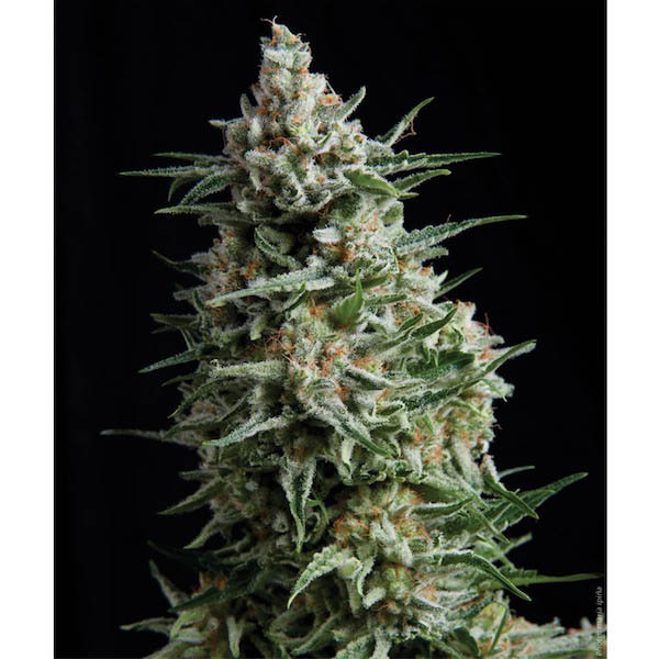 Anesthesia-1-u-blister-x-12-u-fem-Pyramid-Seeds.jpg Anestesia in blister da fem. Pyramid Seeds - immagine 1