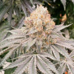 Apple B 6 donne Karma Genetics