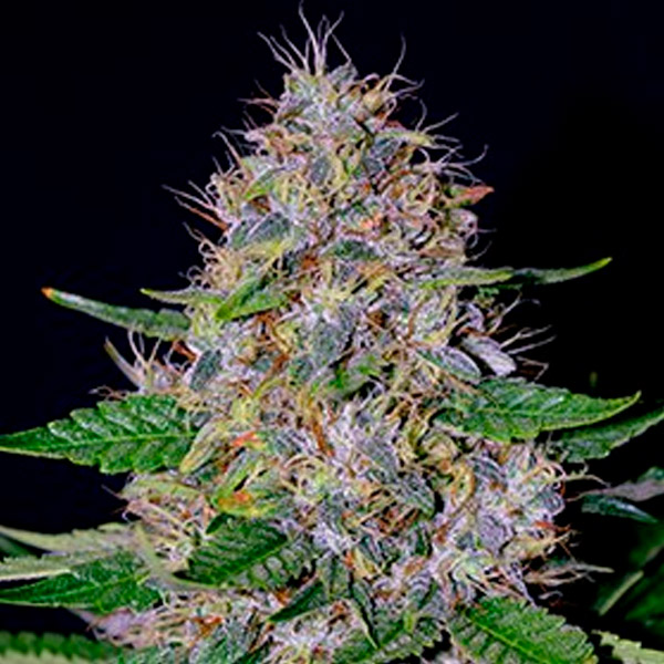 Apple-Crumble-5u-G13-Labs.jpg Apple Crumble 5 u G13 Labs - immagine 1