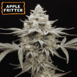 Apple Fritter fem. 15 u Seedstockers