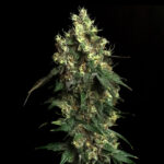 Aqua Verde fem Elev8 Seeds