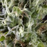 Arjan Haze n. 3 - 10° posto femminile Green House