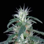 Arjan Ultra Haze #1 - fem. Green House
