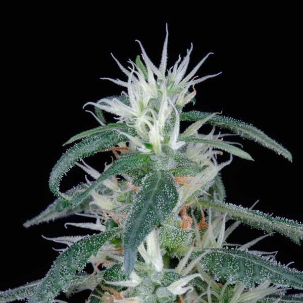 Arjan-Ultra-Haze-1-10-u-fem-Green-House.jpg Arjan Ultra Haze #1 - fem. Green House - immagine 1