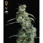 Arjan Ultra Haze #2 (Mango Haze) - 10 p. fem. Green House