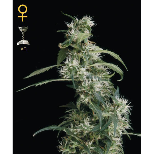 Arjan-Ultra-Haze-2-Mango-Haze-10-u-fem-Green-House.jpg Arjan Ultra Haze #2 (Mango Haze) - 10 p. fem. Green House - immagine 1