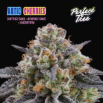 Artic Cherries 6 donne Perfect Tree