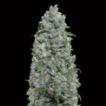 Auto Afghan Mass XXL femminili 00 Seeds