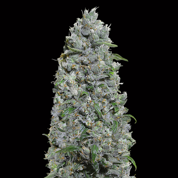 Auto-Afghan-Mass-XXL-3-u-fem-00-Seeds.jpg Auto Afghan Mass XXL femminili 00 Seeds - immagine 1