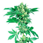 Auto Afghani n. 1 fem. Sensi Seeds