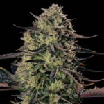 Auto Alien Gas XXL Silent Seeds