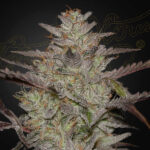 Auto Alienz fem. Green House