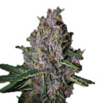 Auto Amaretto Tarmac fem. Seedstockers Superior