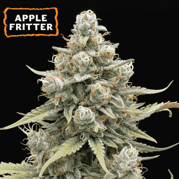 Auto-Apple-Fritter-fem-15-u-Seedstockers.jpg Auto Apple Fritter fem. 15 u Seedstockers - immagine 1