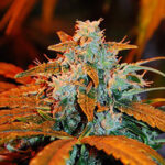 Auto Berry 5 u G13 Labs