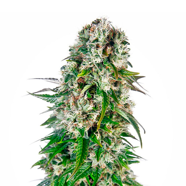 Auto-Big-Bud-1-u-fem-Sensi-Seeds.jpg Auto Big Bud 1 femmina Sensi Seeds - immagine 1