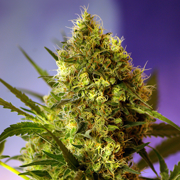Auto-Big-Devil-XL-100-u-fem-Granel-Profesionales-Sweet-Seeds.jpg Auto Big Devil XL femmine, sfuse, per professionisti Sweet Seeds - immagine 1