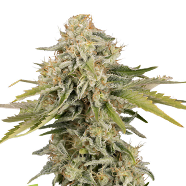 Auto-Black-Rainbow-fem-1-u-Seedstockers.jpg Auto Black Rainbow fem. Seedstockers - immagine 1