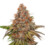Auto Blackberry Gum fem. Seedstockers