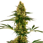 Auto Blue Bullet femmina Sensi Seeds