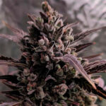 Auto Blue Cheese 6 u The Original Big Buddha Family Farms