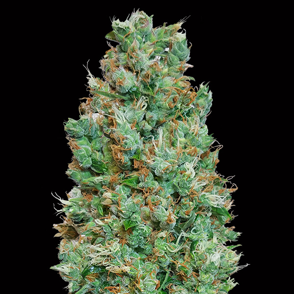 Auto-Blueberry-3-u-fem-00-Seeds.jpg Auto Blueberry femminili 00 Seeds - immagine 1