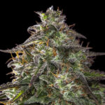 Auto Blueberry Cheesecake 4 donne Female Seeds