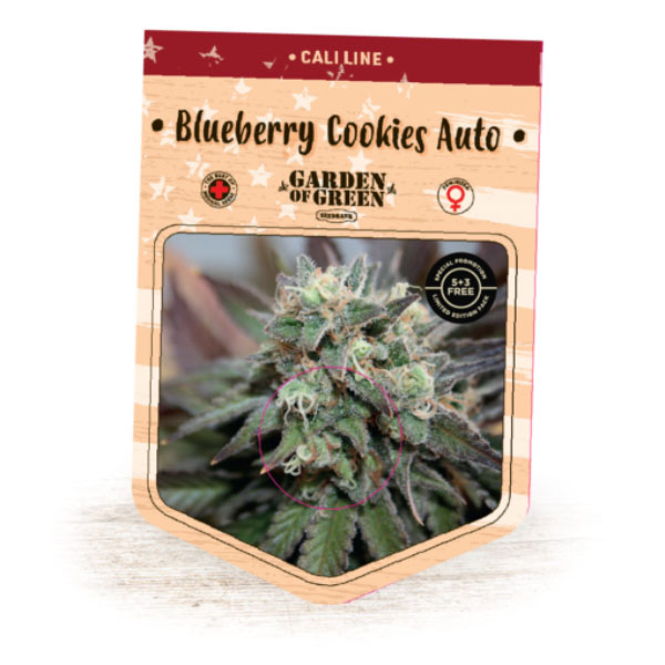 Auto-Blueberry-Cookies-1-u-fem-Garden-of-Green-Seeds.jpg Auto Blueberry Cookies 1 femmina Garden of Green Seeds - immagine 1