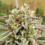 Torta “Auto Brake-up” fem. Kannabia Seeds