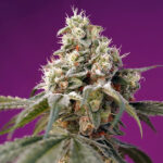 Auto Bruce Banner fem. Granel Professionisti Sweet Seeds