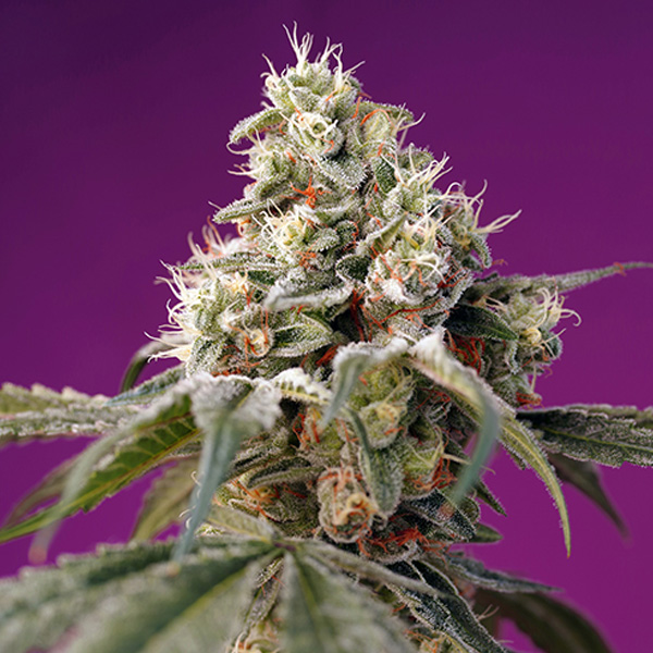 Auto-Bruce-Banner-31-u-fem-Sweet-Seeds.jpg Auto Bruce Banner u femminili Sweet Seeds - immagine 1