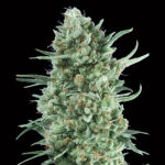 Auto Bubble Gum XXL femminili 00 Seeds
