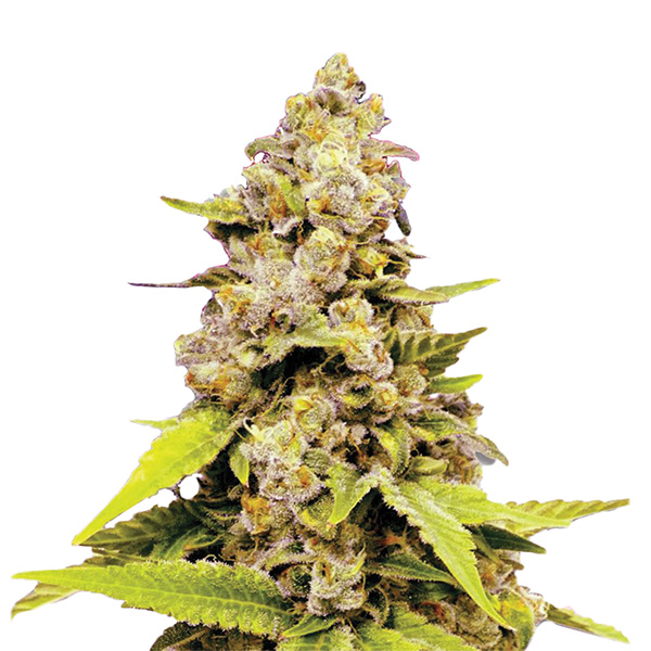 Auto-Bubblelicious-10-u-fem-Nirvana.jpg Auto Bubblelicious fem. Nirvana - immagine 1