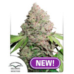 Auto CBD Charlotte’s Angel femmina Dutch Passion